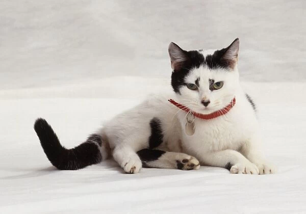 A female, black and white cat lying down, looking at camera