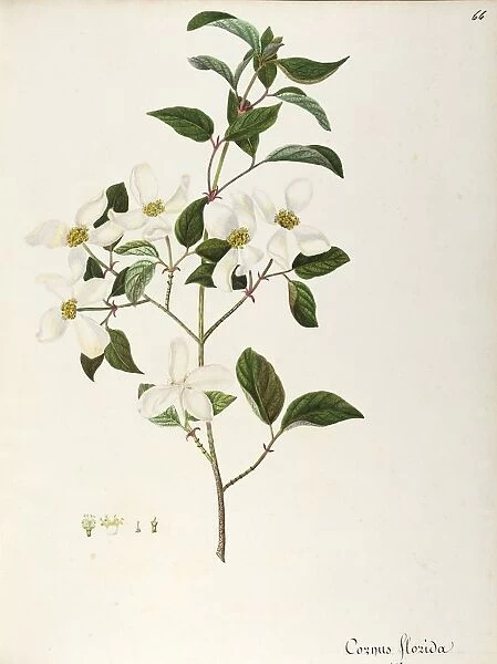 Flowering Dogwood (Cornus florida), Cornaceae, small tree or shrub native to Northern America, watercolor, 1837-1838