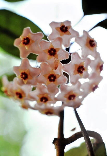 Flowers, Wax flower, Hoya carnosa