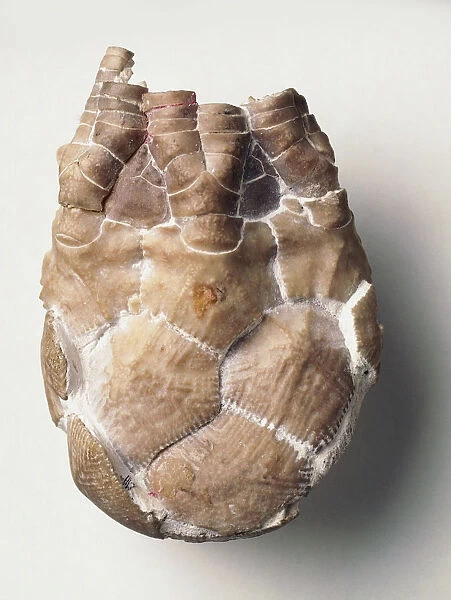 The fossilised cup of the sea lily, Marsupites testudinarius (Schlotheim), which is made up of 11 plates arranged around a large pentagonal plate, rather than round a stem. It would have sat in chalky mud on the sea floor