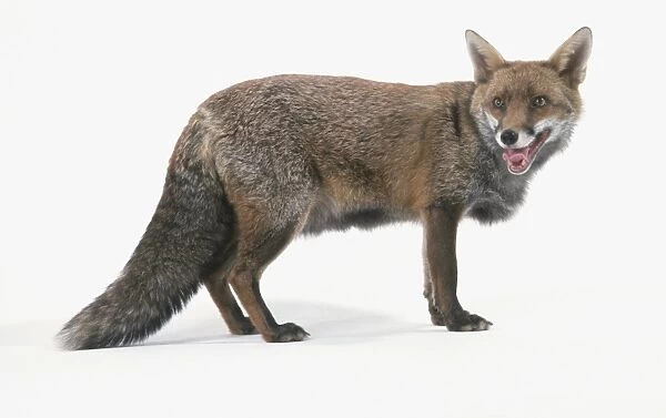 Fox with its mouth open, viewed from the side