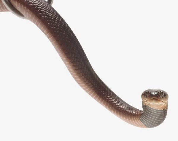 Front-on view of the head of a Red Spitting Cobra showing the venom glands situated below the eyes. The broadest part of the head is well behind the eyes, narrowing sharply towards the snout. A dark band is visible on the throat