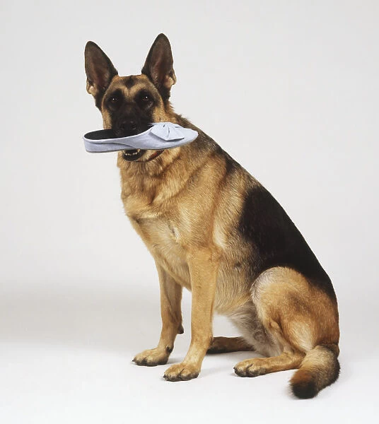 German Shepherd Dog (Canis familiaris) sitting with shoe in its mouth, front view