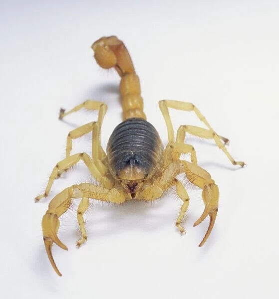 Giant desert hairy scorpion (Hadrurus arizonensis) approaching, front view