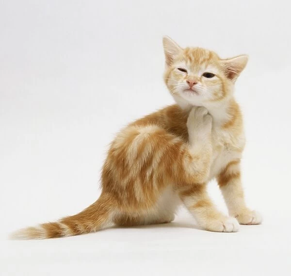 Ginger kitten (Felis catus) scratching itself