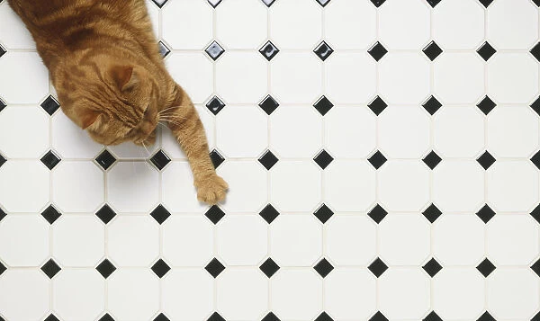Ginger tabby cat on tiled floor, view from above