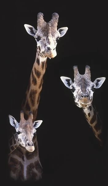 Three Giraffes (Giraffa camelopardalis) of different sizes peeking out from behind stable door, front view