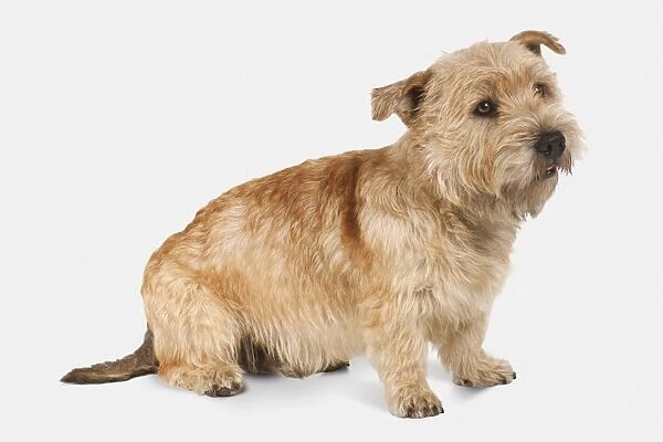 Glen of Imaal Terrier (Irish Glen of Imaal Terrier, Wicklow Terrier)