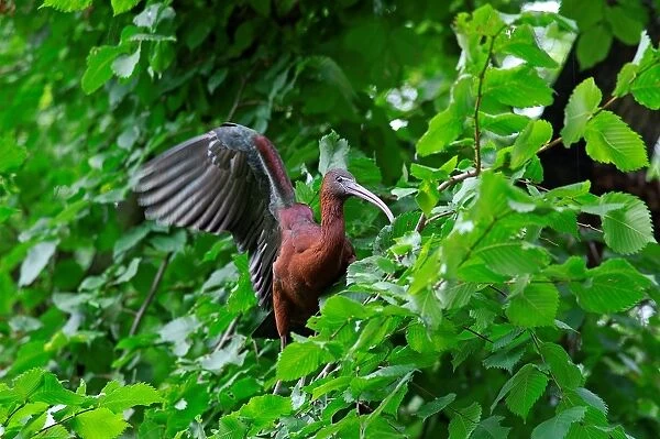 Glossy Ibis. Plegadis Falcinellus