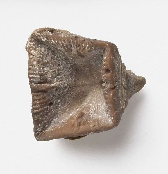Goniophyllum (Rugose coral), fossil, early-mid Silurian era