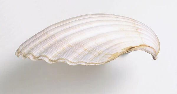 Great Scallop shell (Pecten maximus), side view