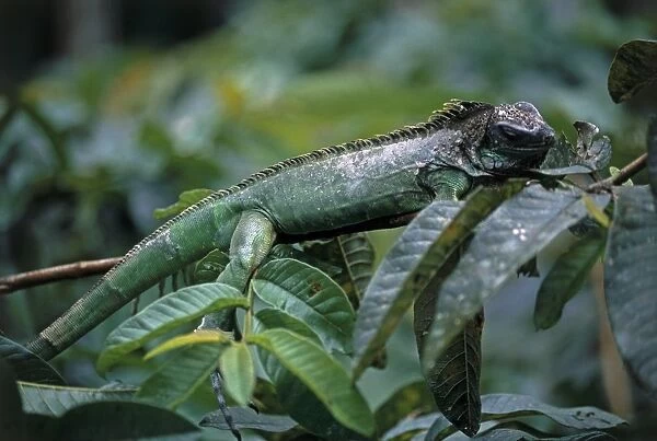 Green Iguana (Iguana Iguana) using natural camouflage to blend with foliage