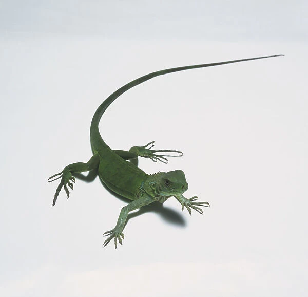 Green Iguana (Iguana iguana), young Iguana with bright green body and long tail