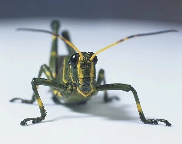 Green locust with yellow stripes, close up