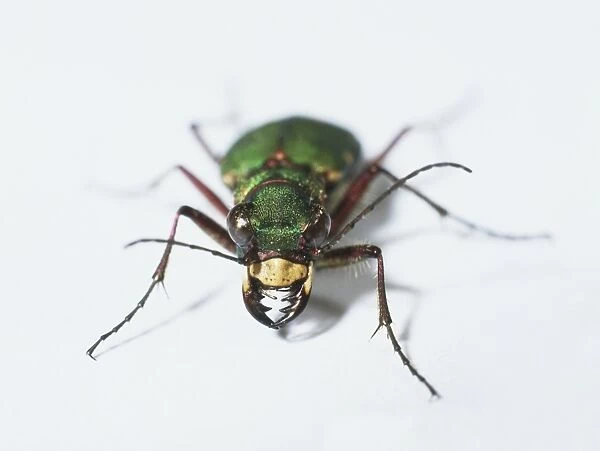 Green tiger beetle (Cicindela campestris), front view