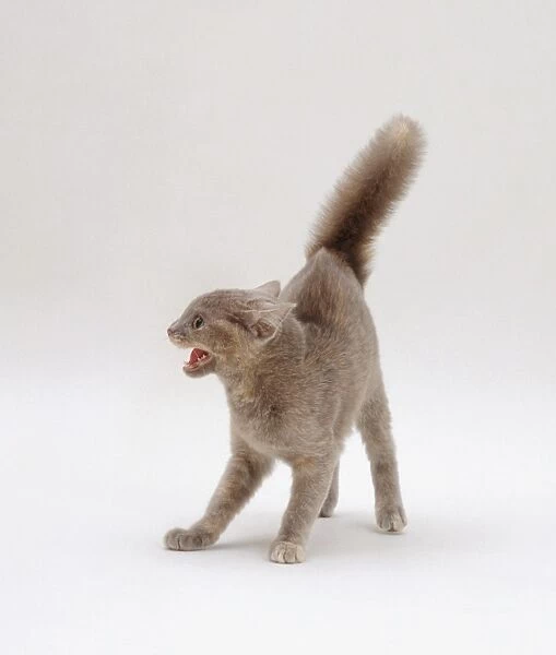 Grey-brown cat hissing with tail raised, front view, looking to side