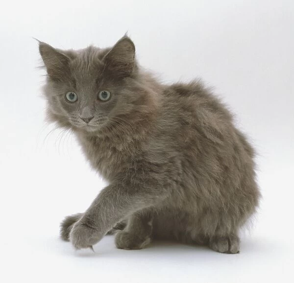 Grey brown kitten sitting with paw raised
