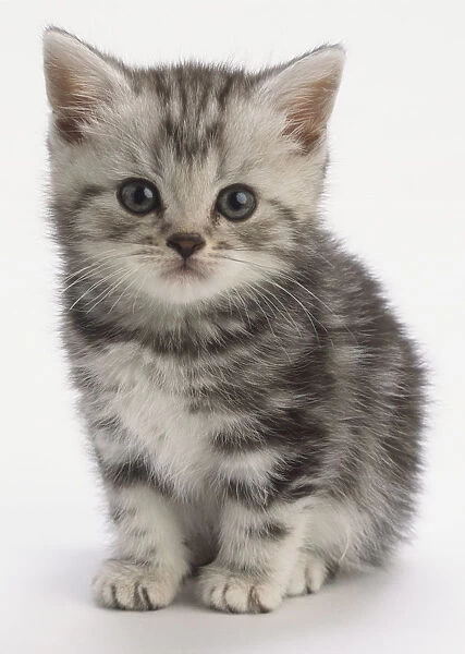 Grey kitten with tabby markings and blue eyes, sitting, looking directly at camera, front view