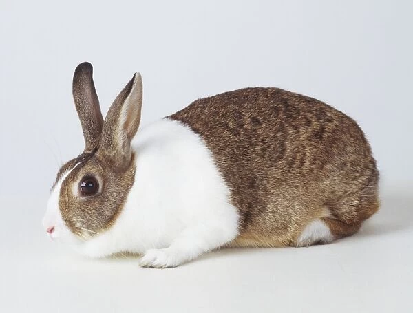 Grey and white European Rabbit (Oryctolagus cuniculus), side view