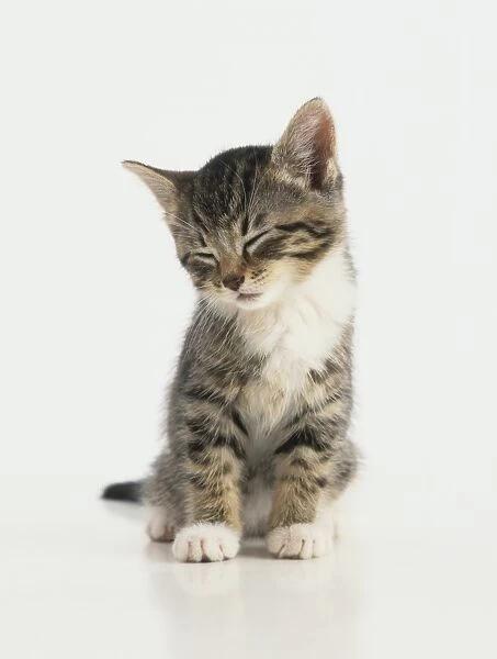 Grey and white tabby kitten (Felis catus) sitting with its eyes close, front view
