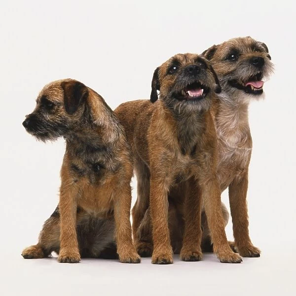 Group of three Border Terriers (Canis familiaris), two sitting, one standing