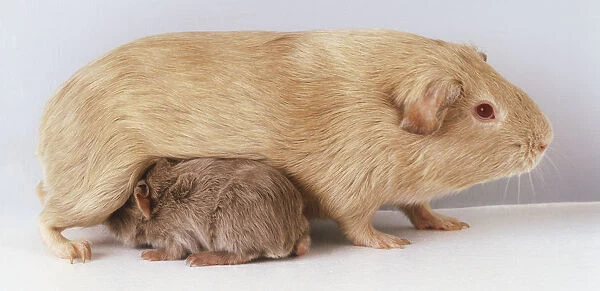 Guinea Pig Pup (Cavia porcellus) suckling as its mother stands, side view
