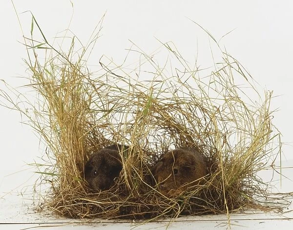 Two Guinea Pigs (Cavia porcellus) hiding in tall grass, front view