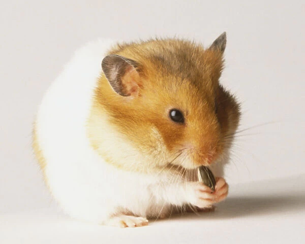 A Hamster (Cricetus cricetus) eating a seed