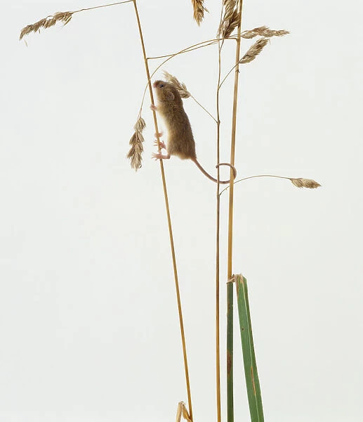 Harvest Mouse gripping a thin stem with its feet, and long tail grasping the narrow stems behind