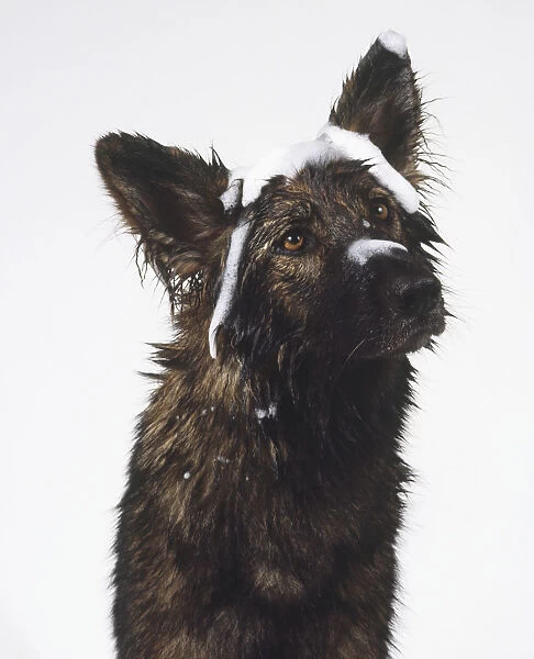 Head of German Shepherd Dog (Canis familiaris) with wet soaped fur, front view
