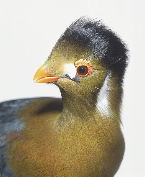Head profile in close-up of a Hartlaubs Turaco