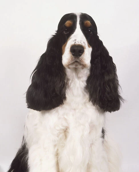 Head of sitting English Cocker Spaniel Dog (Canis familiaris), front view, looking at camera