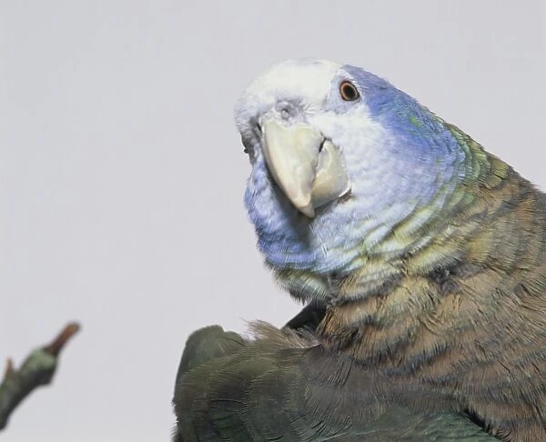 Head of St. Vincent Parrot (Green Phase), close-up