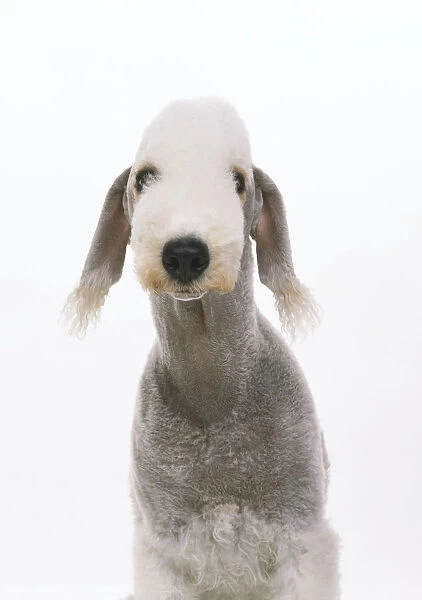 Front headshot of a Bedlington Terrier