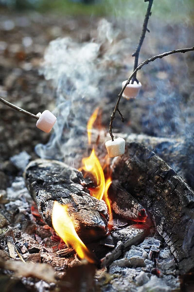 Heating marshmallows on end of twigs above burning embers of camp fire