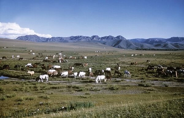 A herd of horses grazing on the mongolian steppe, 1990s