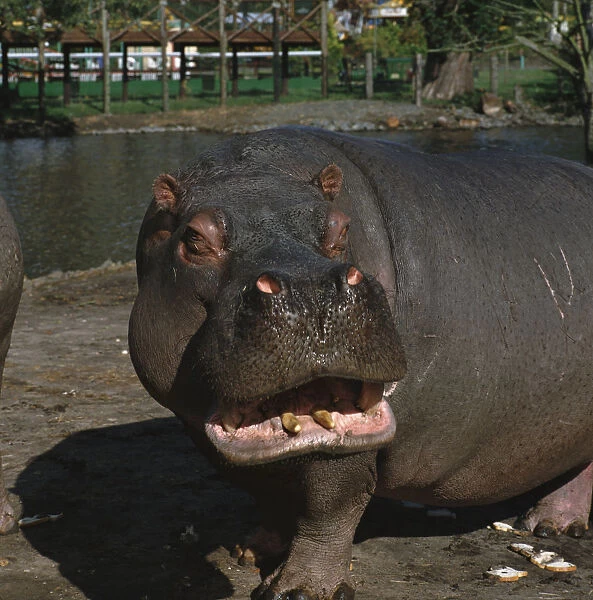 Hippopotamus Hippopotamus amphibius, with slightly open mouth in front of zoo lake, front view