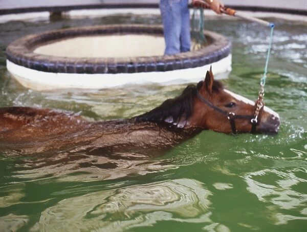 Horse (Equus caballus) swimming in a round pool, being guided by trainer holding