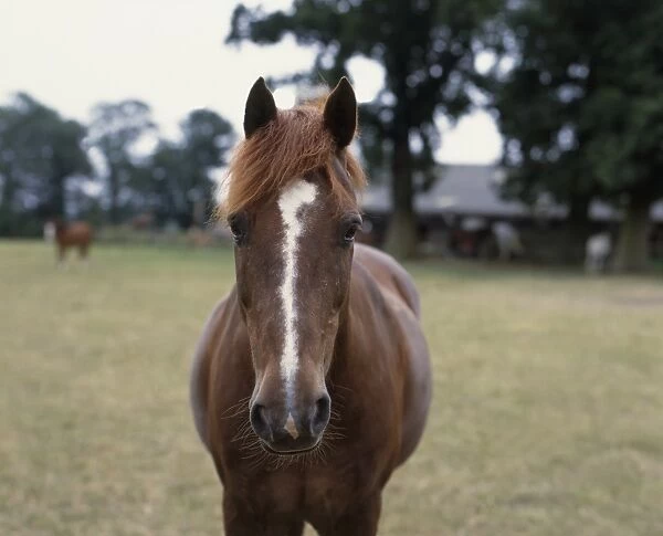 Horses head showing with white line down nose, close-up, front view