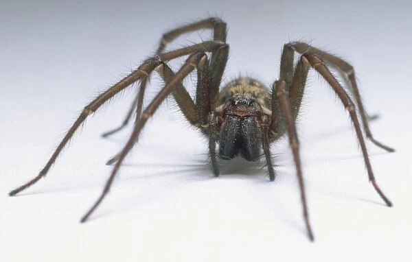 House spider, Tegenaria gigantea, detail of face and hairy legs, front view