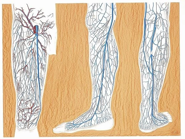 Illustration of circulatory system, superficial veins in lower limbs, right thigh and leg