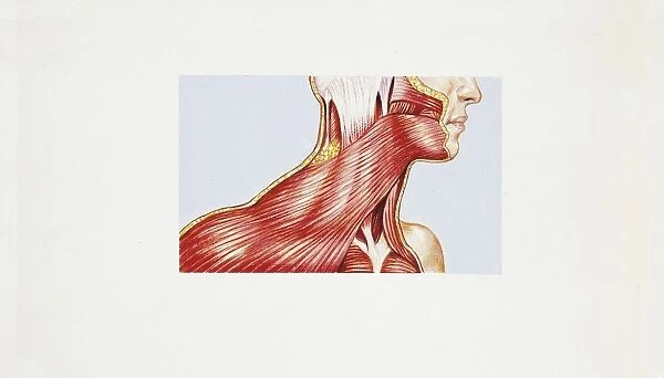Illustration of muscular system, muscles of neck, platysma