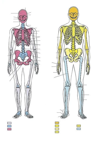 Illustration showing comparison and morphological differences of male and female skeleton