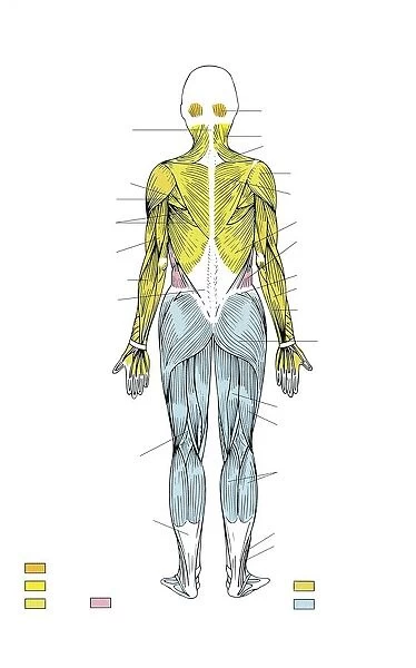 Illustration showing human muscular system, rear view