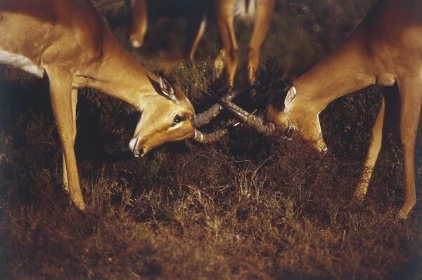 Impala, Aepyceros melampus, close-up of two males locking horns, necks bending down, fighting, forelegs anchoring on ground, other Impalas in background, dry scrubland underfoot