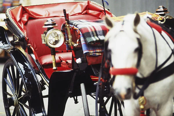 Italy, Florence, City Centre East, horse and carriage with red leather seating and folded tartan rugs, close up