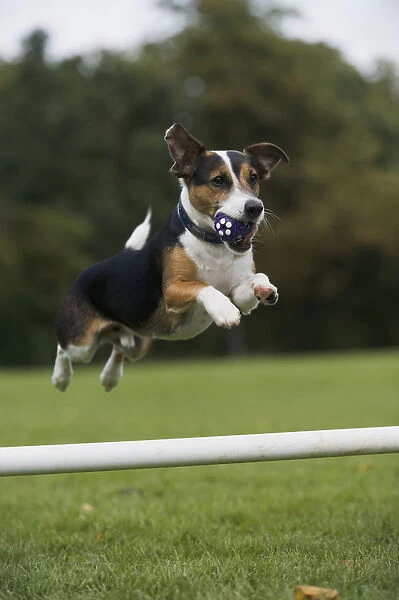 Jack Russell Terrier jumping over obstacle with ball in mouth