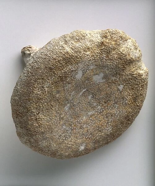 Laosciadia (Calcisponge), a fossilised, lithistid demosponge, Cretaceous era