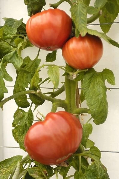 Large ripe red show tomatoes on plant
