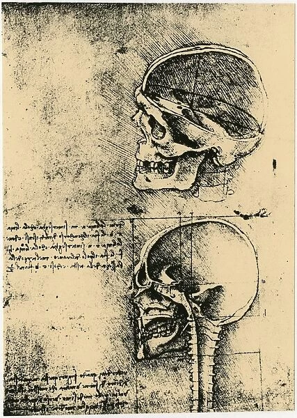 Leonardo da Vinci (1452-1519) Italian painter, sculptor, engineer, architect. Anatomical